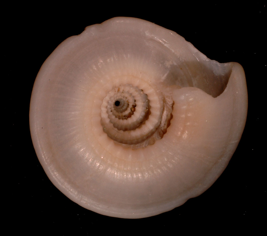 rarit in Mediterraneo